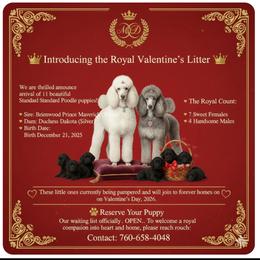 Valentine - Black female Poodle puppy in Hesperia, California from Whitesock Standard Poodles
