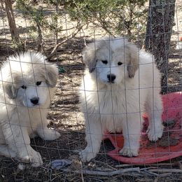 Great Pyrenees Puppies from Prospect Pyrenees