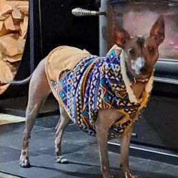 Maya - Xoloitzcuintli