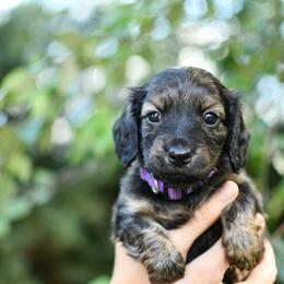 Dorothy - Cream female Dachshund puppy in Youngstown, Florida from Paradox Dachshunds