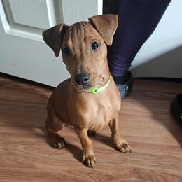 Snowflake Girl natural ears. Docked. - Red female German Pinscher puppy in Chatham, Virginia from WMHK9/Roolyn German Pinschers