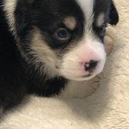American Corgi and Pembroke Welsh Corgi Puppies from Red White & Bluie Corgi