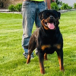 Rottweiler Puppies from White Haus Rottweilers