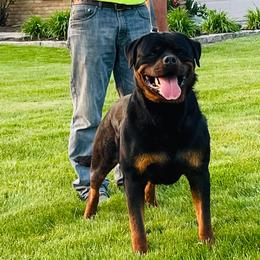 Rottweiler Puppies from White Haus Rottweilers