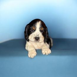 LIGHTNING - Black white and tan male English Springer Spaniel puppy in Billings, Montana from M&M Fuzzy Bottom Friends