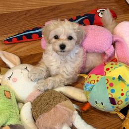 Meadow (boy 2) - Champagne male Maltipoo puppy in Cottageville, South Carolina from Mandy's Yorkie's , Yorkiepoo's & Maltipoo's