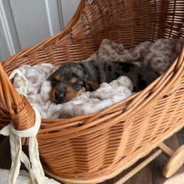 Gucci - Dapple male Dachshund puppy in Ecru, Mississippi from Toddy Kennels
