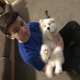 Samoyed Puppies from Kenjo Samoyeds