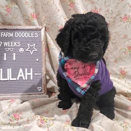 Goldendoodle and Poodle Puppies from Funny Farm Doodles