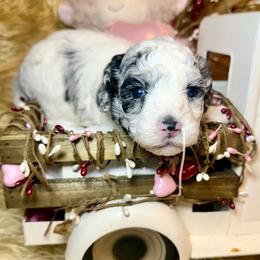 Snow Bell - Merle female Goldendoodle puppy in North Branch, Michigan from Graceful Miniature Goldendoodles