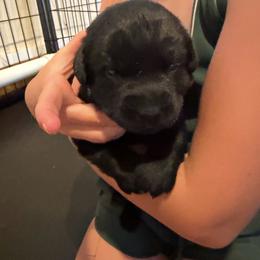 Boy 2 - Black male Labrador Retriever puppy in Whigham, Georgia from Diamond C Labradors
