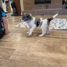 Jasper - Blue merle male Aussiedoodle puppy in Yacolt, Washington from Aussiedoodles by Maggie