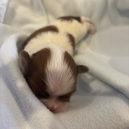 Boy 2 - Red and white male Shih Tzu puppy in Covina, California from Shih_doodle_Co