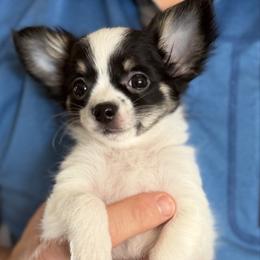 Chase CKC - Black and white male Chihuahua puppy in Amity, Pennsylvania from Rhoda and Verna