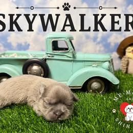 Skywalker - Blue male Shih Tzu puppy in Hanford, California from MeMaw Shih Tzus
