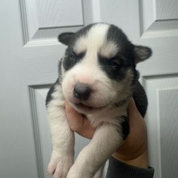 Judy Hopps - Black and white female Siberian Husky puppy in Tiverton, Rhode Island from Mount Hope Siberians