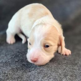 Sugar - Piebald female Dachshund puppy in Tucson, Arizona from Crowned Doxies