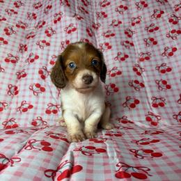 Chucky - Piebald male Dachshund puppy in Lake City, Florida from My Ditzy Doxies of Florida