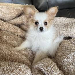 Boy 1 - White and lemon male Papillon puppy in Shirley, Arkansas from Lucky Pups