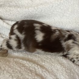 Miniature Australian Shepherd and Shih Tzu Puppies from J&R Aussies