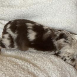 Miniature Australian Shepherd and Shih Tzu Puppies from J&R Aussies