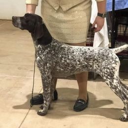 German Shorthaired Pointer All Grown Up from Proud Pine Farm