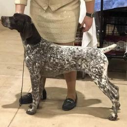 German Shorthaired Pointer All Grown Up from Proud Pine Farm