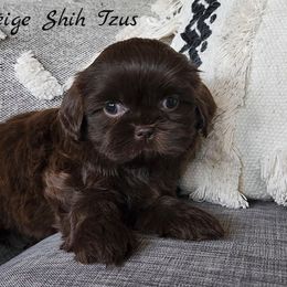 Shih Tzu Puppies from Beirin Breige Shih Tzus