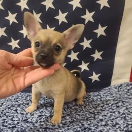 Samantha - Black sabled fawn female Chihuahua puppy in Mesa, Arizona from Sun Valley Malinois