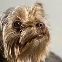 Yorkshire Terriers from YorkiesByMissy