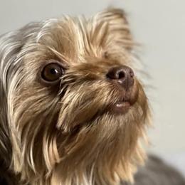 Yorkshire Terriers from YorkiesByMissy