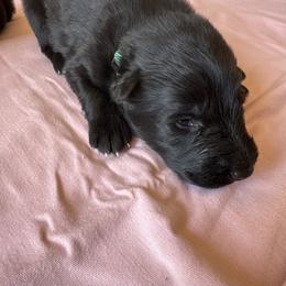 Teal green male - Black male German Shepherd puppy in Jennings, Kansas from Lost Creek German Shepherds LLC