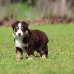 Miniature Australian Shepherd and Toy Australian Shepherd Puppies from Rocky Hill Aussies