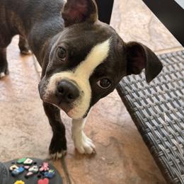 Kai - Boston Terrier