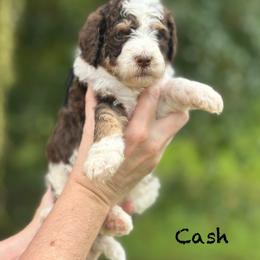 Cash - Chocolate male Goldendoodle puppy in Sanderson, Florida from Serenity Goldendoodles