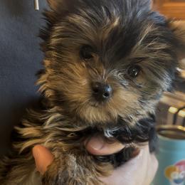 Toby - Black and tan male Yorkshire Terrier puppy in Georgia from Diddly Dog Company