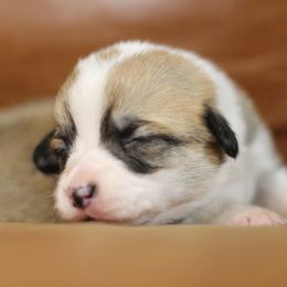 Pembroke Welsh Corgi Puppies from Ayers Acres Corgis
