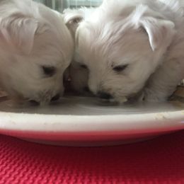 West Highland White Terrier Puppies from Sand Dollar Westies of Delaware