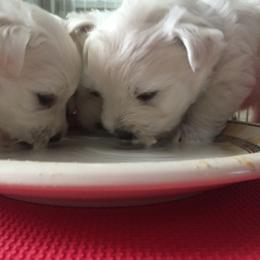 West Highland White Terrier Puppies from Sand Dollar Westies of Delaware
