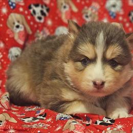Vixey - Blue female Pomsky puppy in Stover, Missouri from Lx2 County Line Pomskies
