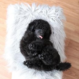 Poodle Puppies from Laminin Poodles