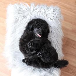 Poodle Puppies from Laminin Poodles