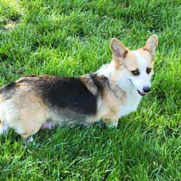 Dolly - Pembroke Welsh Corgi