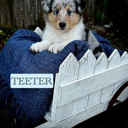 Collie Puppies from Lonestar Country Collies