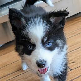 DxKg2 - Tri-color female Pomsky puppy in Charlotte, Michigan from Moore Pomskies