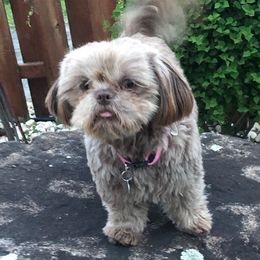 Shih Tzus from Simply Shih Tzu of NEPA