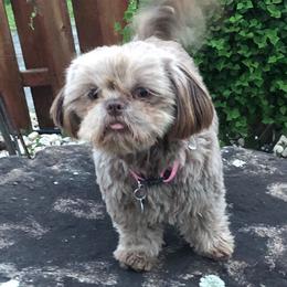 Shih Tzus from Simply Shih Tzu of NEPA