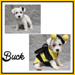 Buck - Black and white male Schnoodle puppy in Lebanon, Missouri from Cedar Glades Canines