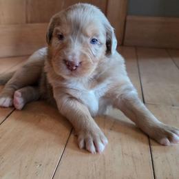 Beckham FIFA - Red merle male Australian Shepherd puppy in Solon, Maine from Mountain Range Australian Shepherds