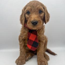 Goldendoodle Puppies from Rustic Road Doodles